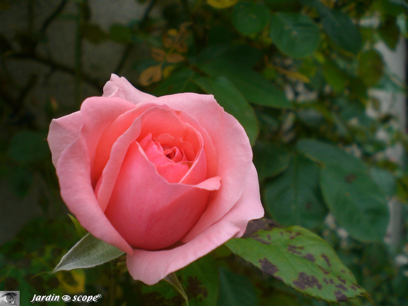 Rose 'Kimono'