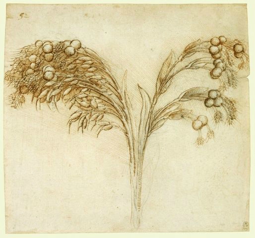 Leonardo da Vinci (Vinci 1452-Amboise 1519), Job's tears (Coix lachryma-jobi), c