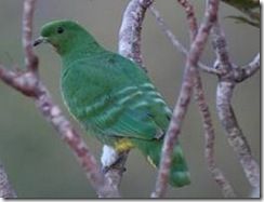 pigeon vert