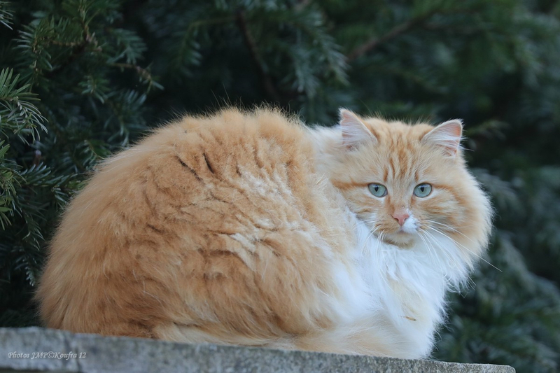 Photos JMP©Koufra 12 - Le Caylar - Chat - 19022019 - 0003