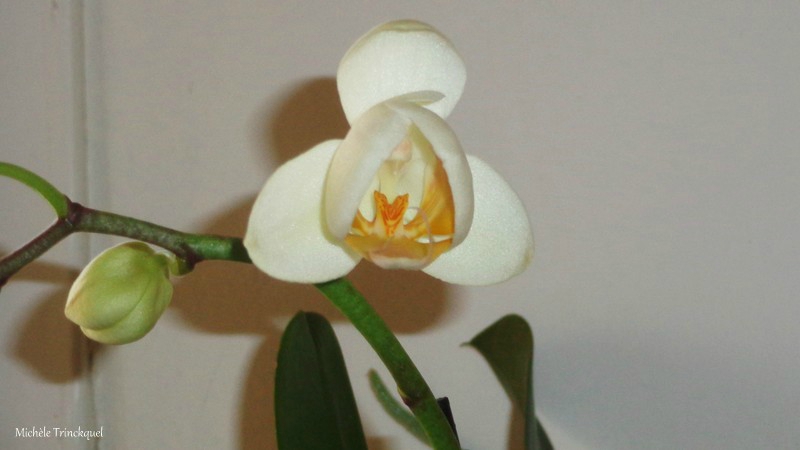 Orchidée blanche 1502164