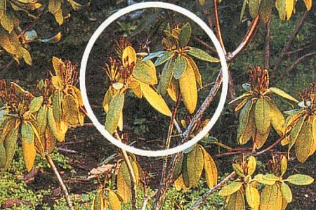 Phytophtora-du-rhododendron