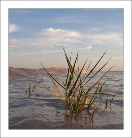 Aiguillon_plante_vague_091010