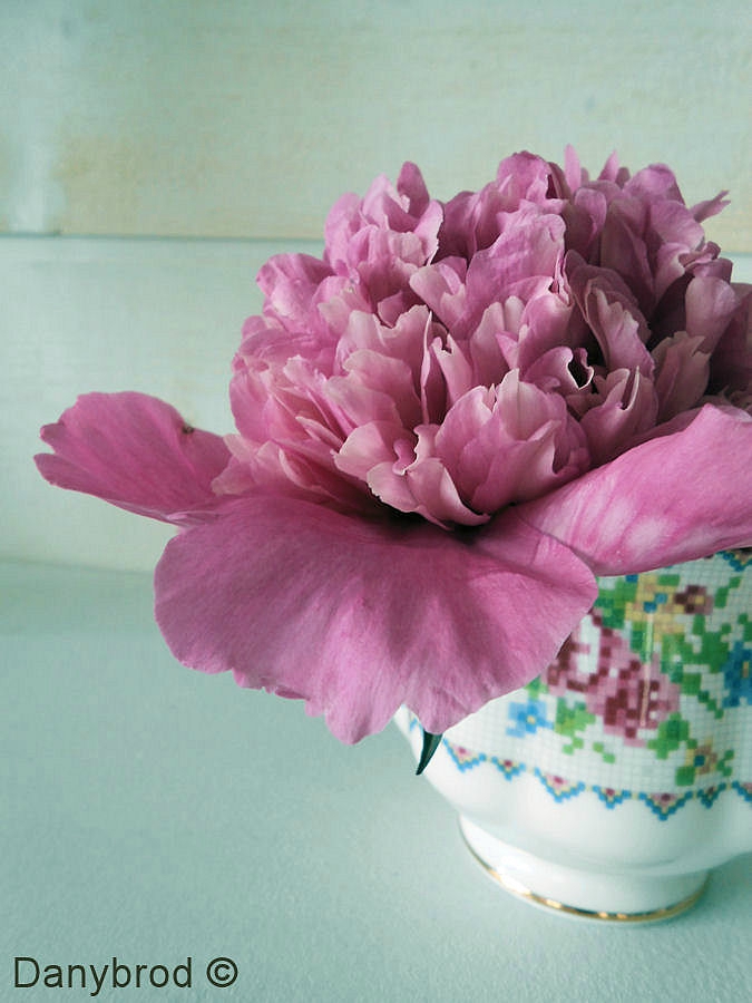 pivoine2