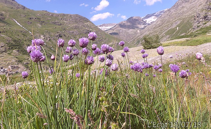 Allium schoenoprasum