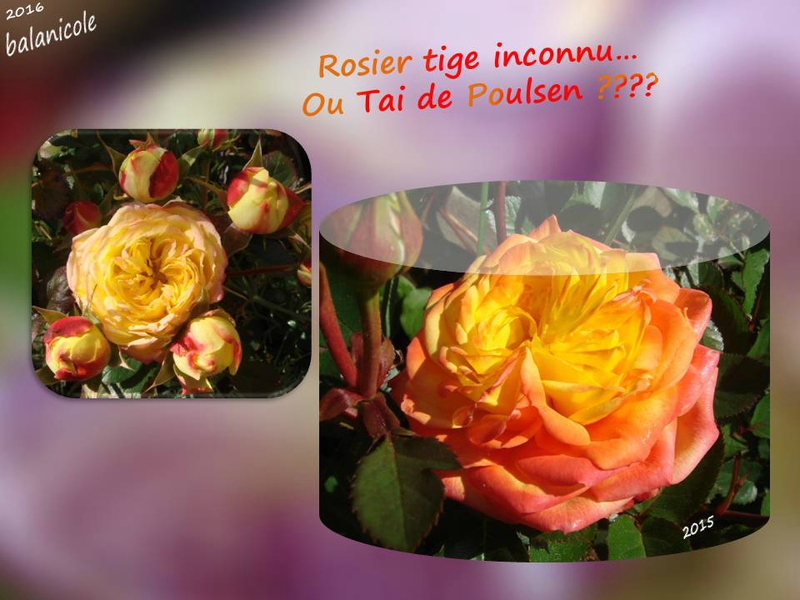 balanicole_2016_02_fevrier_rosiers1_10_tige inconnu