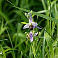 <b>Ophrys</b> <b>abeille</b> 