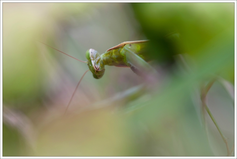 Torfou mante fondu regard 1 270814