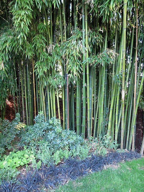blog chau46