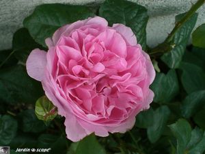 Winchester_cathedral_rose