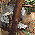 Le Koala du <b>Queensland</b>