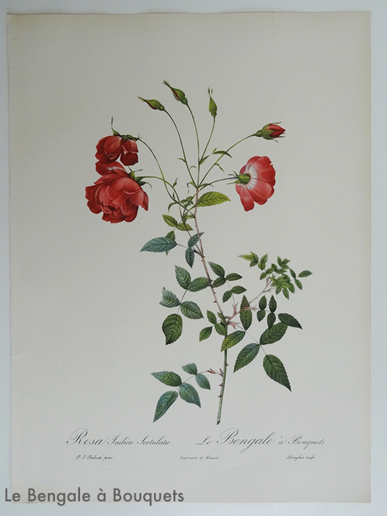 1 BENGALE A BOUQUETS