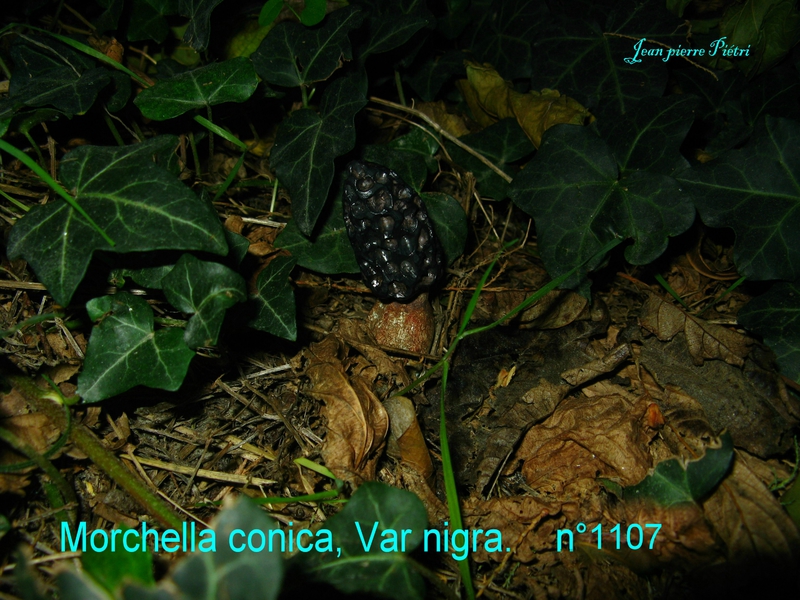 Morchella conica var nigra n°1107