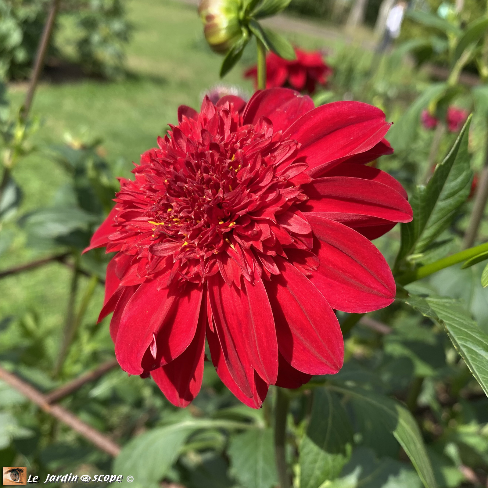 Dahlia-Rafale