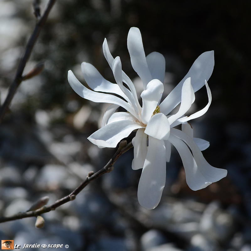 Magnolia-2