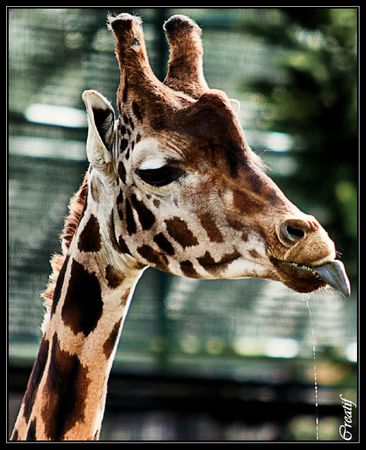 sophie la girafe (2)