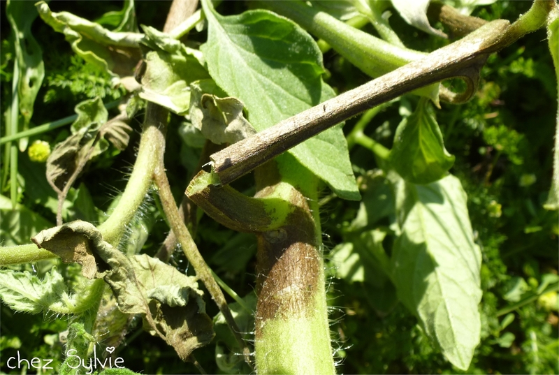 Tomates mildiou4