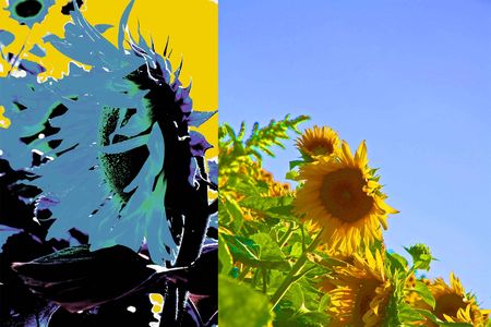 tournesol_2