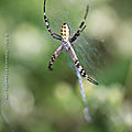 <b>Argiope</b> frrelon * Wasp spider