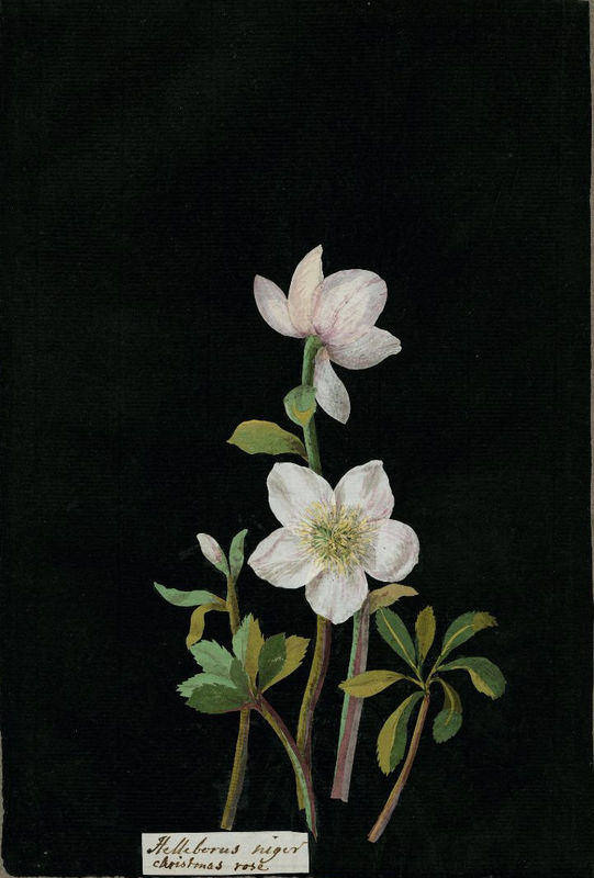 hellebore_2