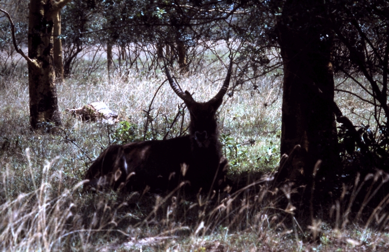 nakuru impala a