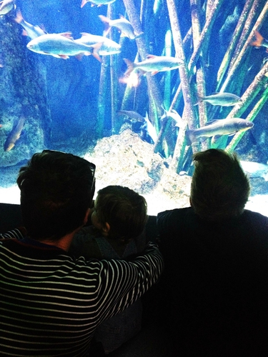 aquariumlyon