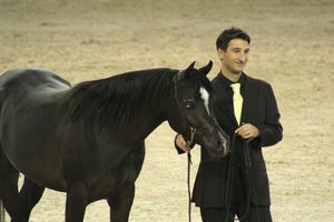 Championnat du monde du cheval arabe le 11 12 10 (35)