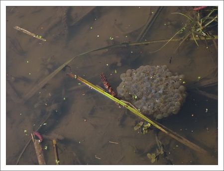 AG_050311_ponte_grenouille