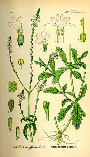 Verveine 1