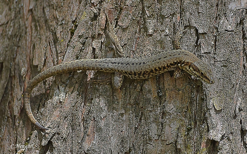 W11 - Lézard des Murailles