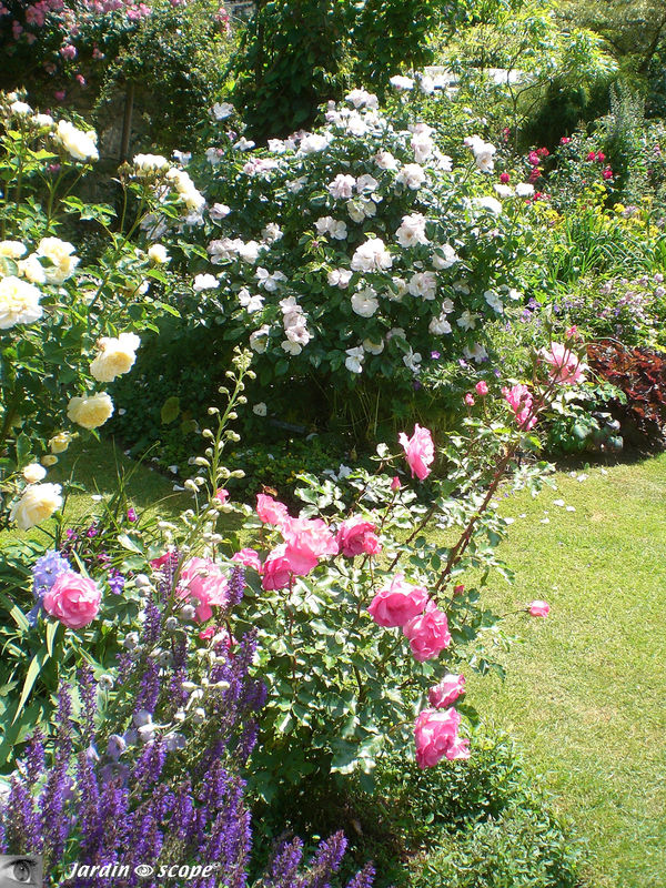 Scène à reproduire……dans votre jardin !
