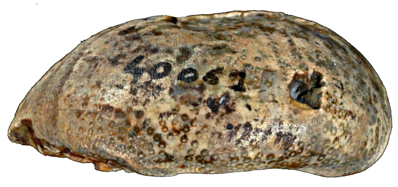 Eogaleropygus sulcatus 40061