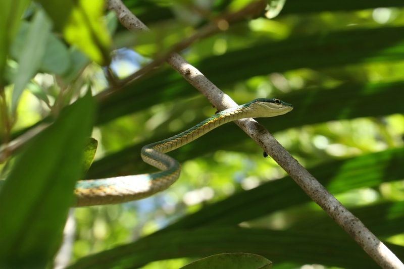 Leptophis ahaetulla