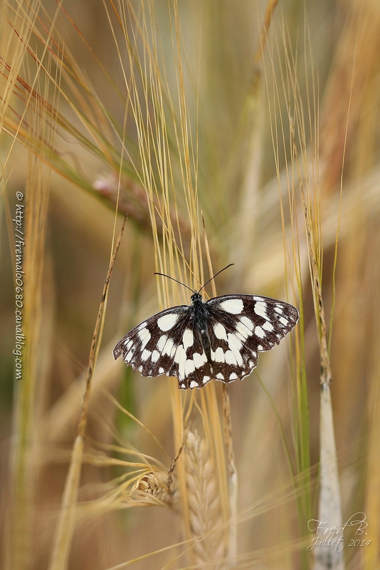 Melanargia galathea