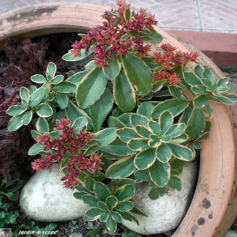 Sedum 'kamtschaticum variegatum'