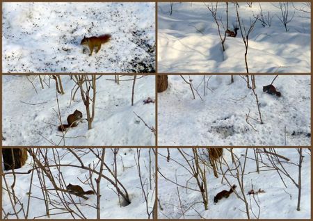 canada fevrier 20121