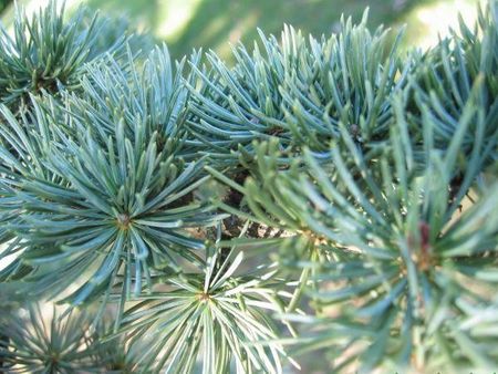 Cedrus_atlantica__Glauca_