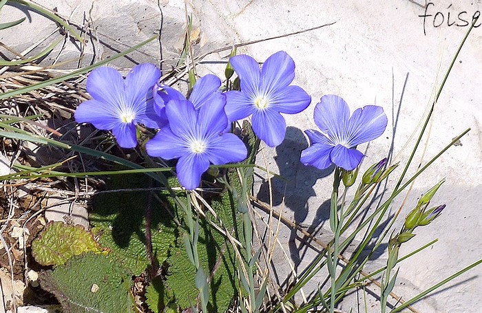 fleurs bleues en cymes pauciflores