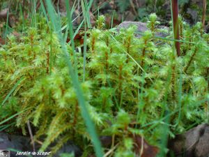 Mousse Hylocomium brevirostre
