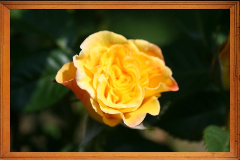 Rose 4