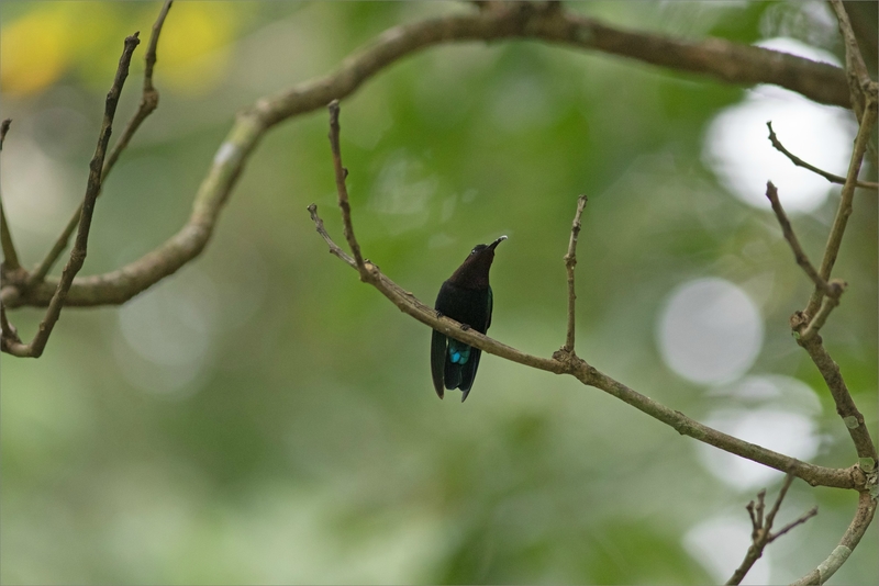 Martinique J8 7D canal Esclaves colibri 111217 24 oiseau Colibri perché