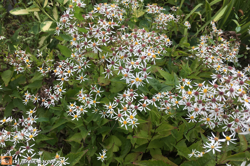 Aster divariqué • Aster Divaricatus