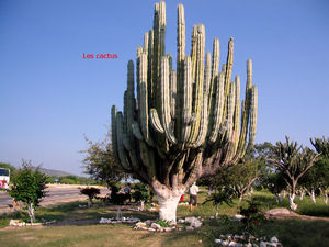 les_cactus