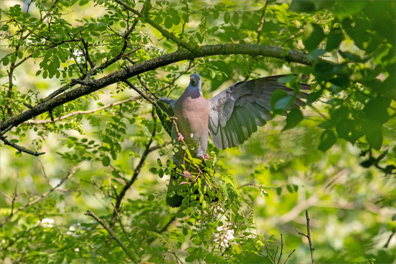 Oiseau pigeon ramier palombe acacia 030522 1