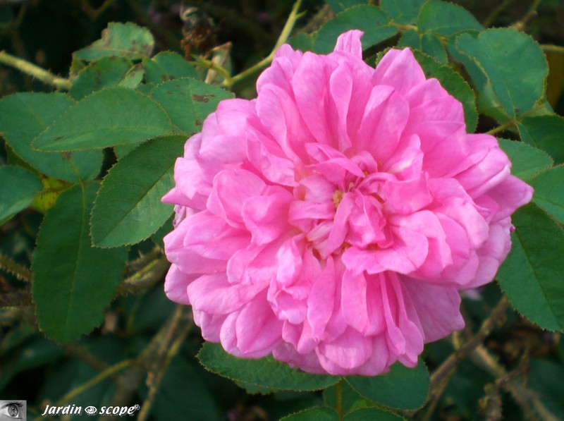 Rose froufroutante carminée (nom inconnu)