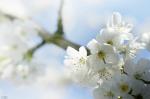 fleurs-blanches-cerisier