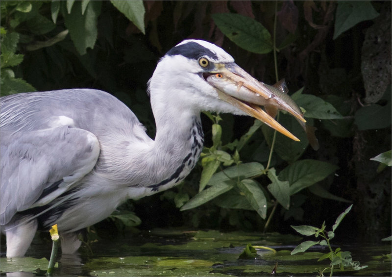 Oiseau héron poisson 300621 ym 4 cadrage yeux