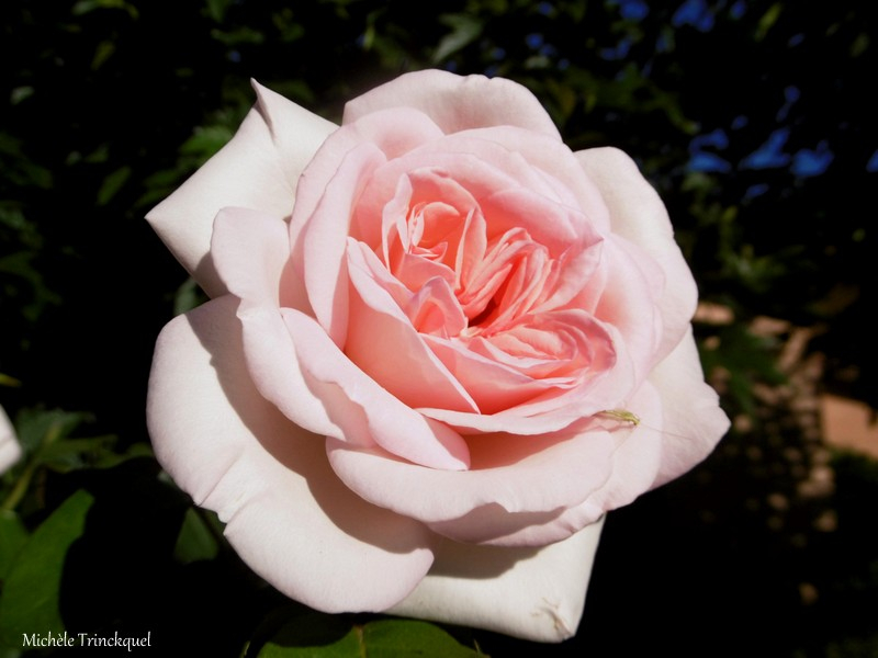 Fleurs et fruits de Léon 270818