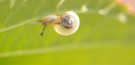 b_b__escargot_4