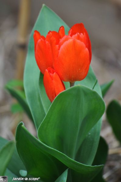 Tulipe praestans Fusilier